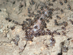 Pristomyrmex punctatus