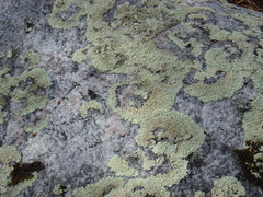 Arctoparmelia centrifuga