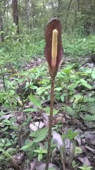 Amorphophallus commutatus