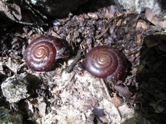 Glyptostoma gabrielense