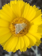 Schinia miniana