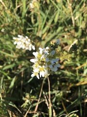 Cochlearia officinalis