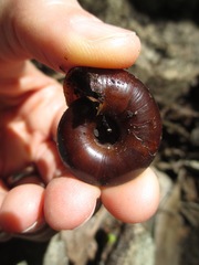 Glyptostoma gabrielense
