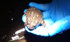 Anaxyrus californicus