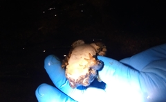 Anaxyrus californicus