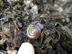 Glyptostoma gabrielense