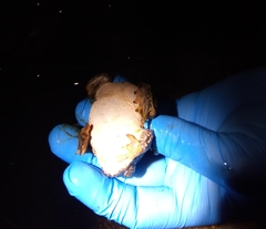 Anaxyrus californicus