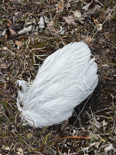 Plume de Lagopède alpin