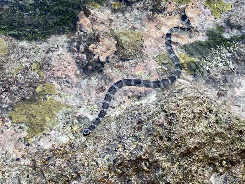 Laticauda schistorhyncha observed 2026-06-12