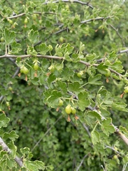 Ribes quercetorum