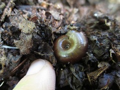 Glyptostoma gabrielense