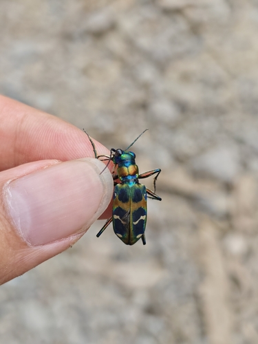 East Asian Tiger Beetle