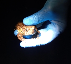 Anaxyrus californicus