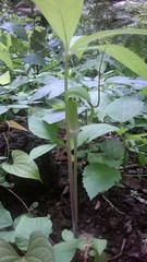 Arisaema tortuosum