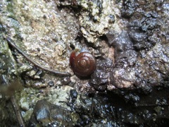 Glyptostoma gabrielense