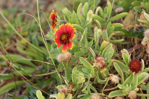 Gaillardia pulchella observed 2026-06-13