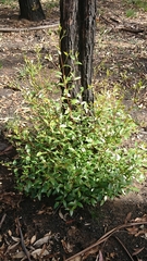 Eucalyptus blaxlandii