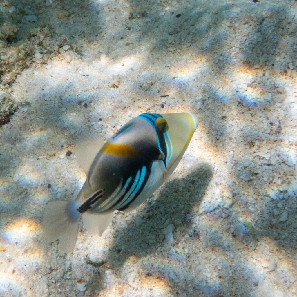 Picasso triggerfish casting a shadow on sand in Guam