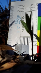 Pterostylis sanguinea