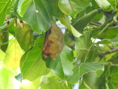 Myotis formosus flavus