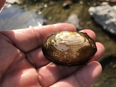 Buldowskia flavotincta