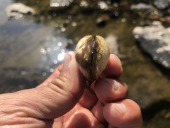 Buldowskia flavotincta