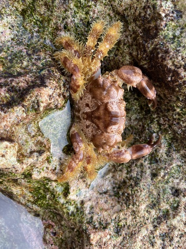 Juxtaxanthias tetraodon observed 2026-06-10