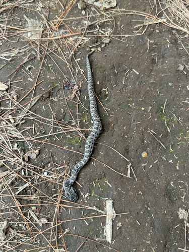 Tlaloc's Rattlesnake