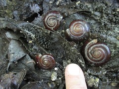 Glyptostoma gabrielense
