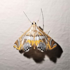 Margarosticha euprepialis