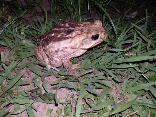 Cane Toad