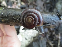 Glyptostoma gabrielense