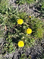 Taraxacum officinale