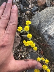 Eriophyllum wallacei
