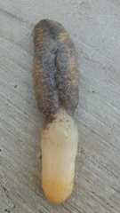 Ptilosarcus undulatus