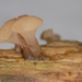Cudoniella clavus - Photo (c) Cordula Bernert, algunos derechos reservados (CC BY-NC), uploaded by Cordula Bernert