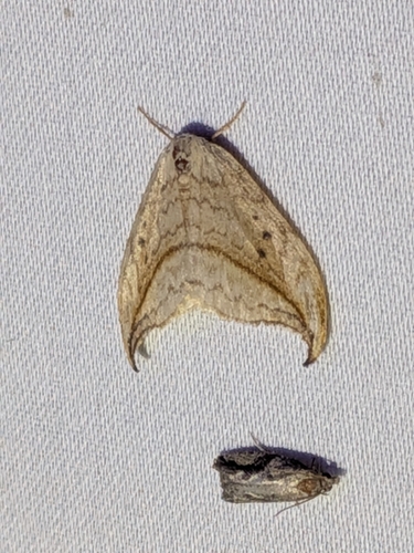 Arched Hooktip Moth