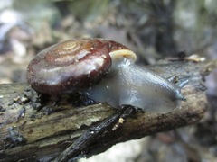 Glyptostoma gabrielense