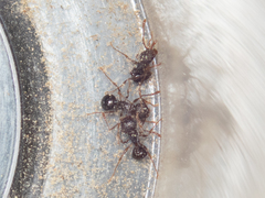 Pristomyrmex