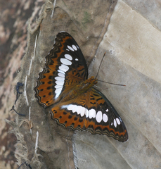 Moduza procris procris