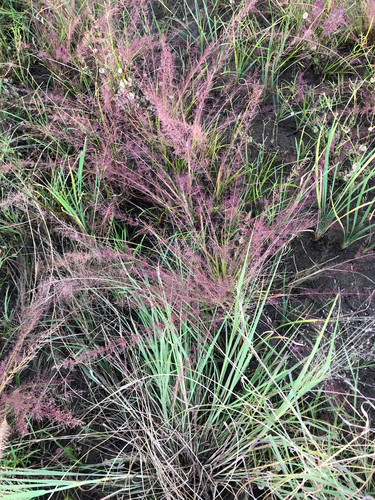 Eragrostis tenellula observed 2025-07-16