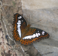 Moduza procris procris