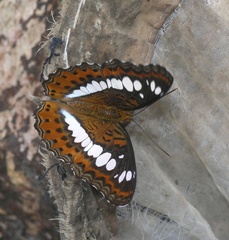 Moduza procris procris