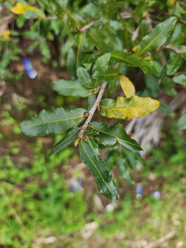 Small-leaved plane