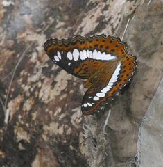 Moduza procris procris