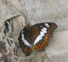 Moduza procris procris