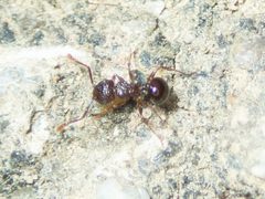Pristomyrmex