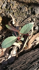 Eucalyptus oreades