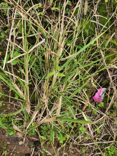 Goose Grass