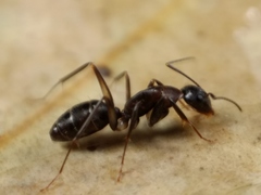 Camponotus lividicoxis
